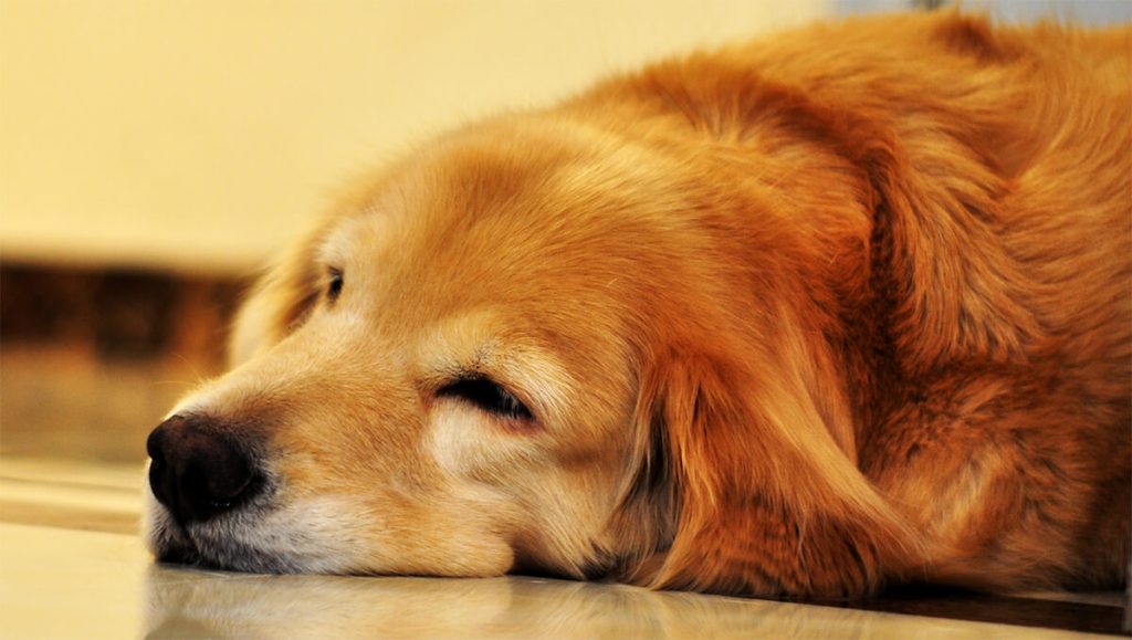 How to help older dog sleep through the night