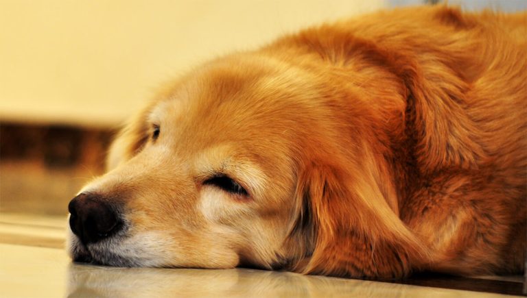 How To Help A Senior Dog Sleep Through The Night