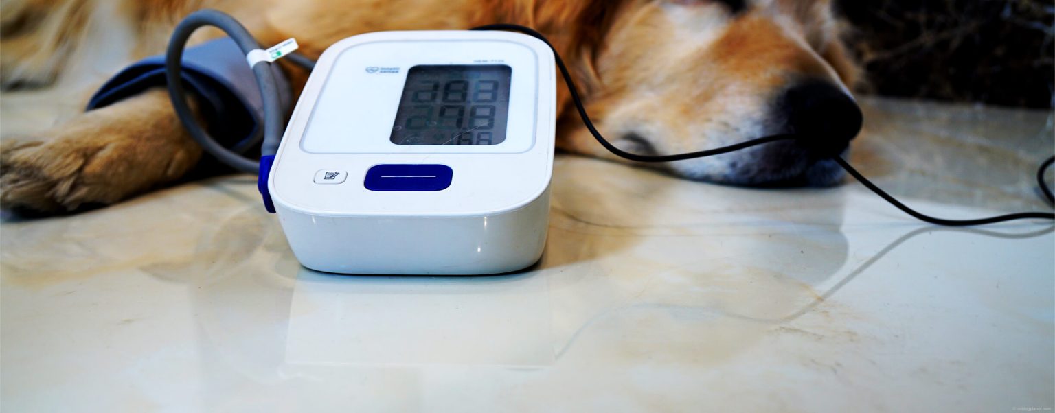 3 Typical Dog High Blood Pressure Symptoms Old Dog