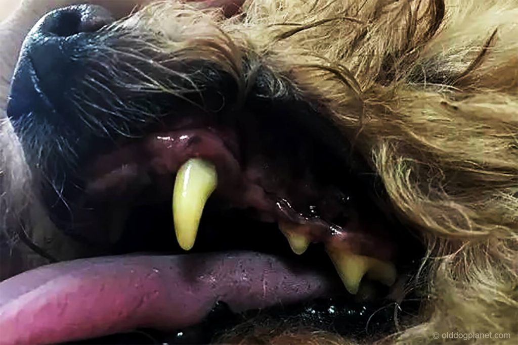 Old dog teeth falling out