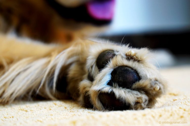 Paw Knuckling In Older Dogs Old Dog
