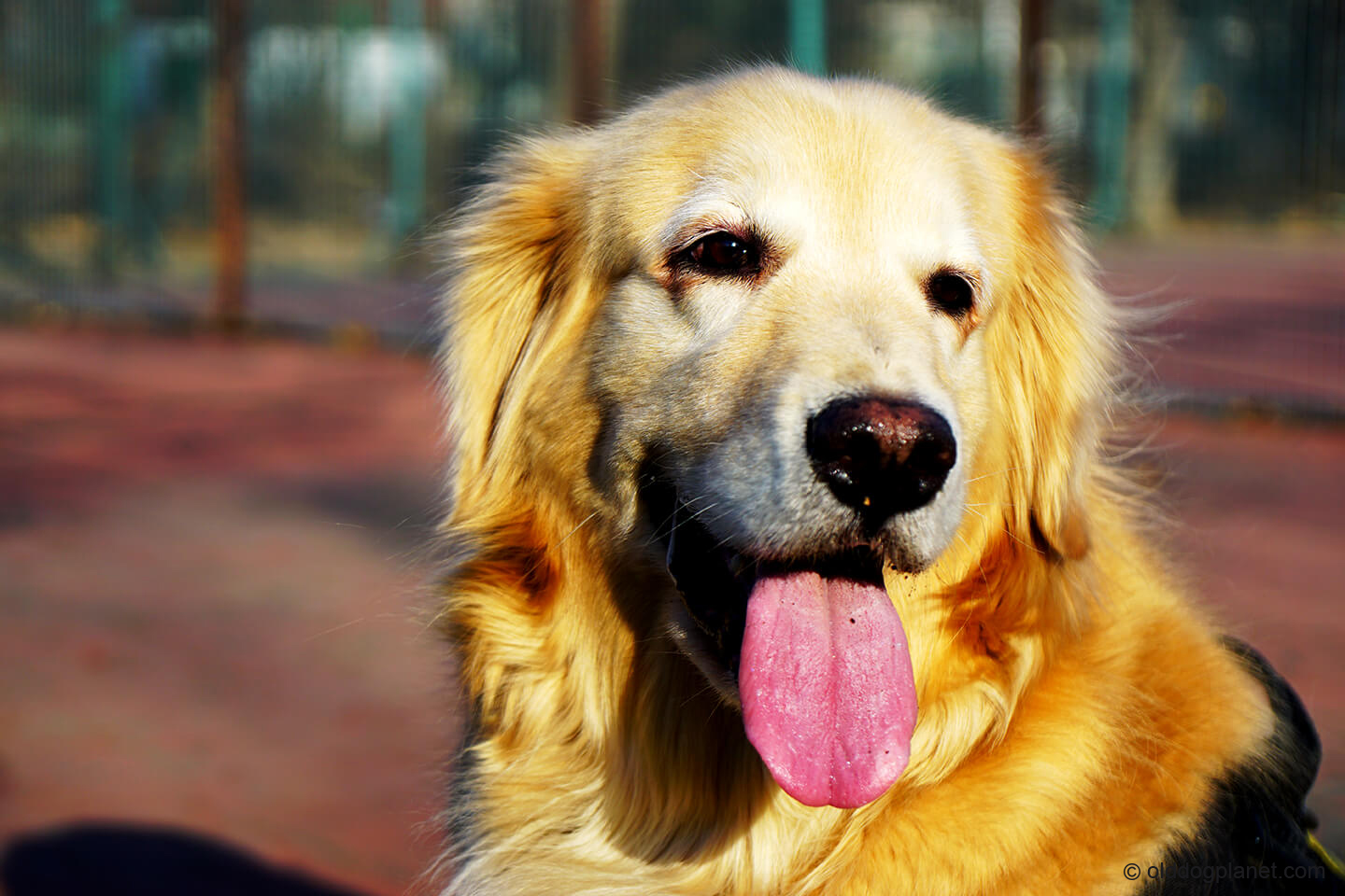 Bad Breath In English Mastiff