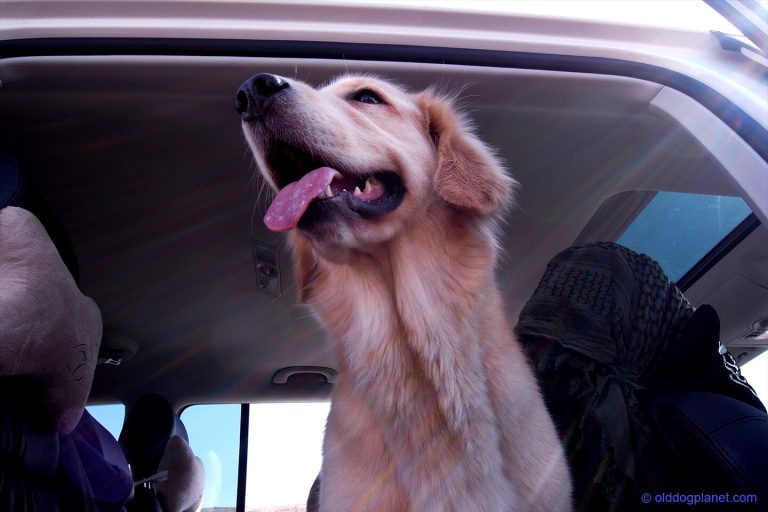 how-to-help-old-dog-into-car-old-dog-planet