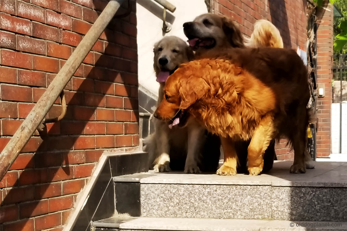 How to get an old dog up stairs
