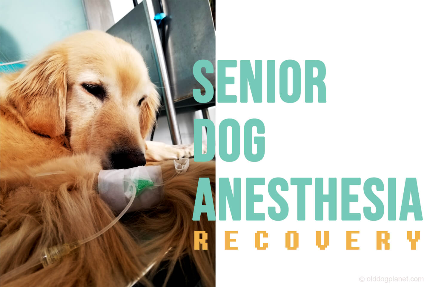 Senior Dog Anesthesia Recovery