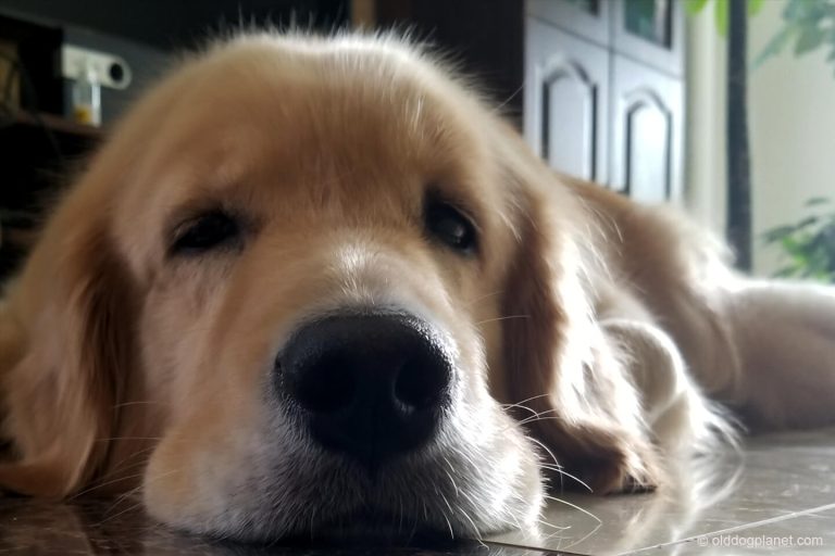 Symptoms Of Enlarged Spleen In Dogs Old Dog