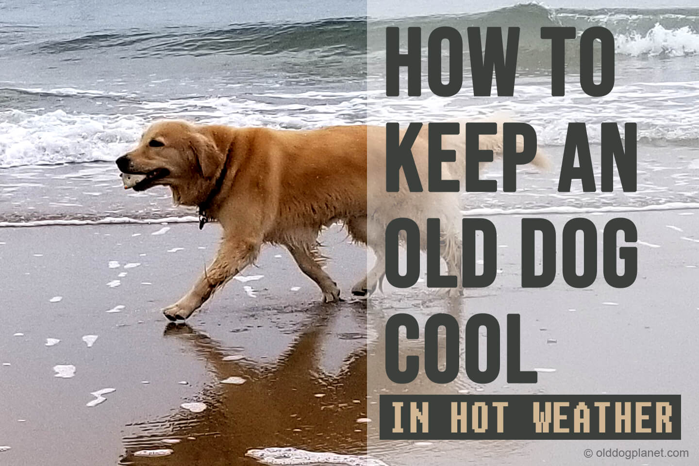 How To Keep An Old Dog Cool In Hot Weather