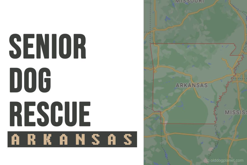 Senior Dog Rescue Arkansas