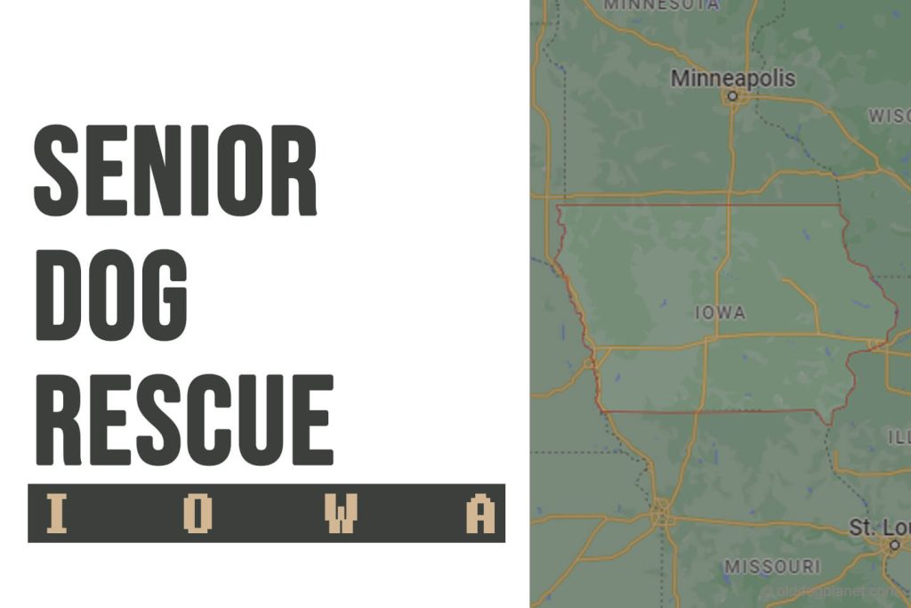 Senior Dog Rescue Iowa