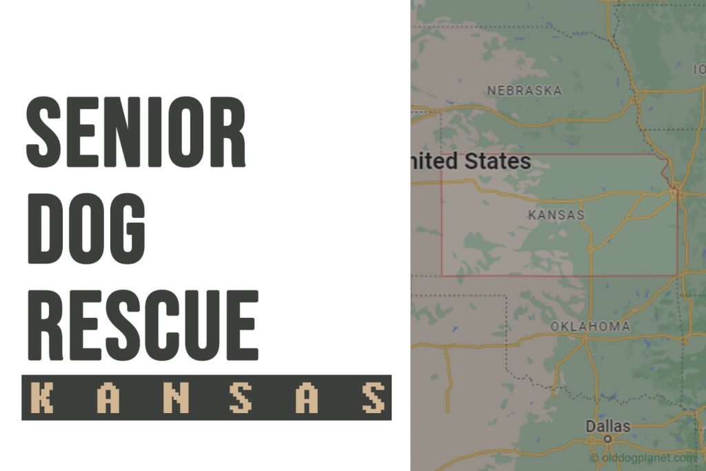 Senior Dog Rescue Kansas
