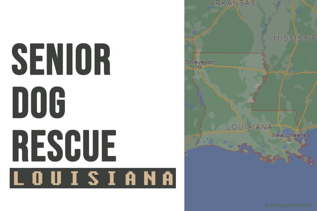 Senior Dog Rescue Louisiana