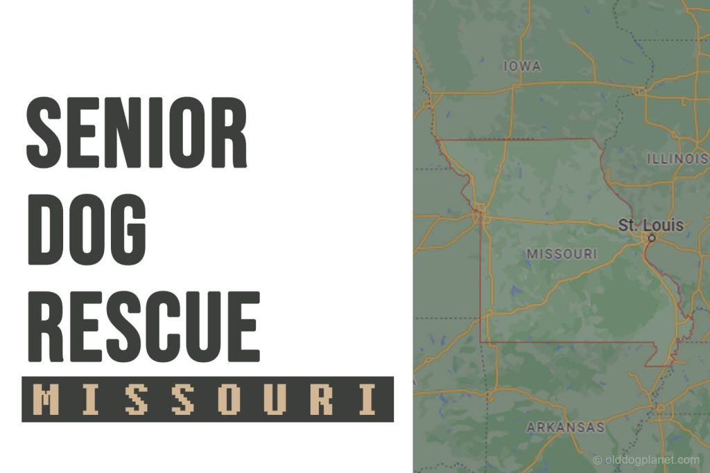 Senior Dog Rescue Missouri