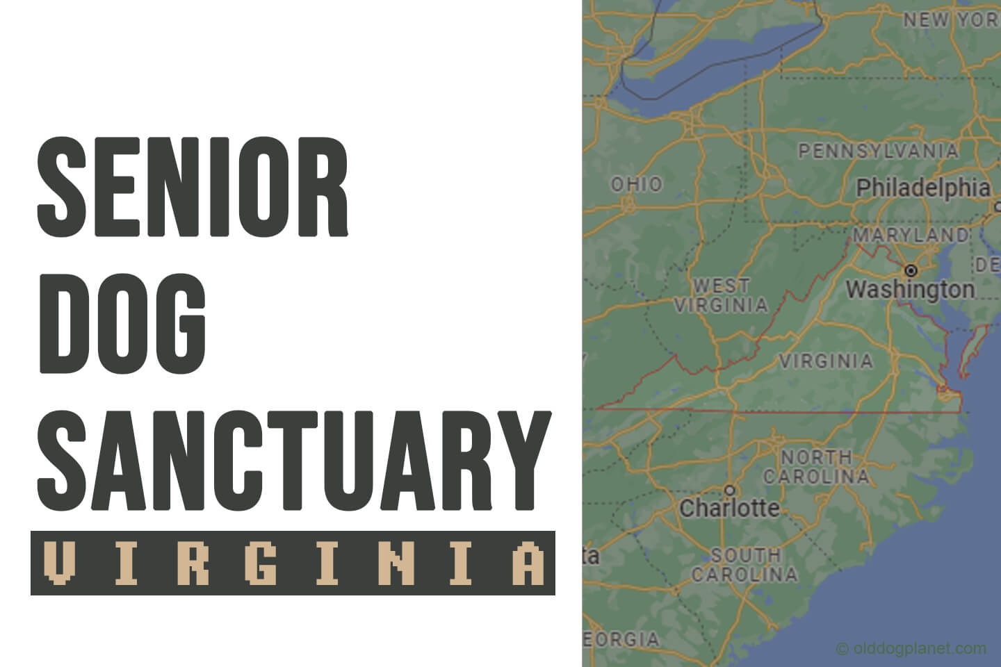 Senior Dog Rescue Virginia 2023