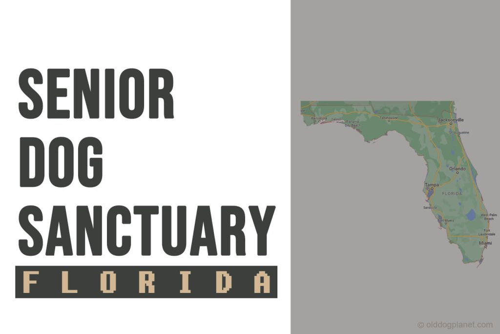 Senior Dog Sanctuary Florida
