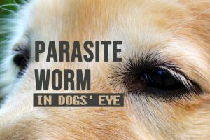 Parasite Worm In Dogs’ Eye