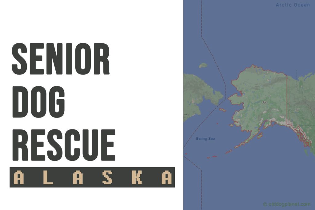 Senior Dog Rescue Alaska