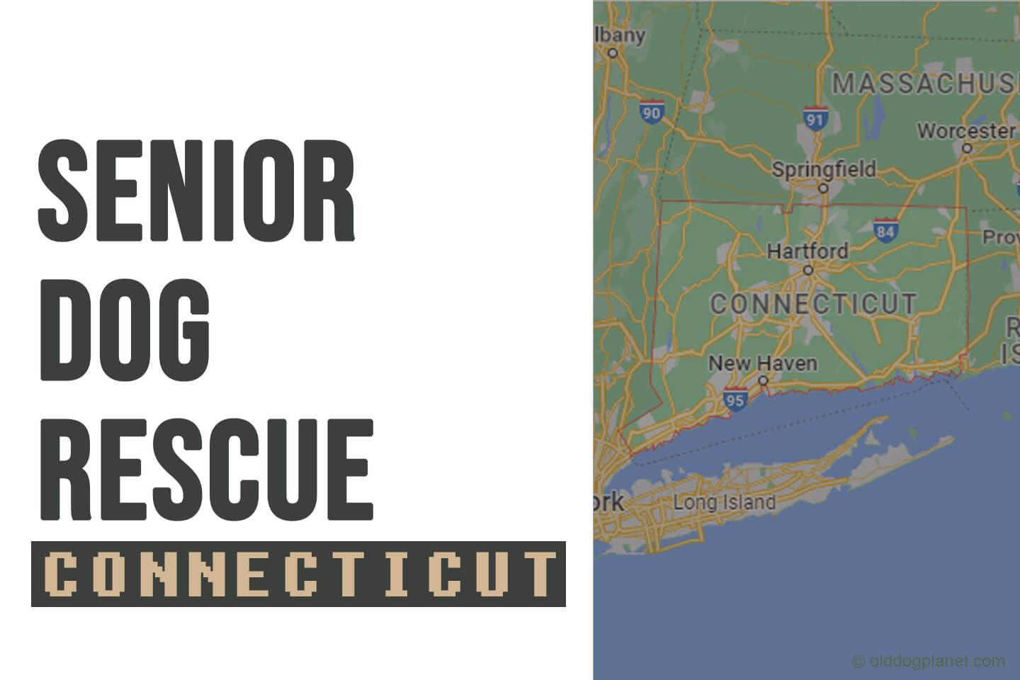 Senior Dog Rescue Connecticut 2023