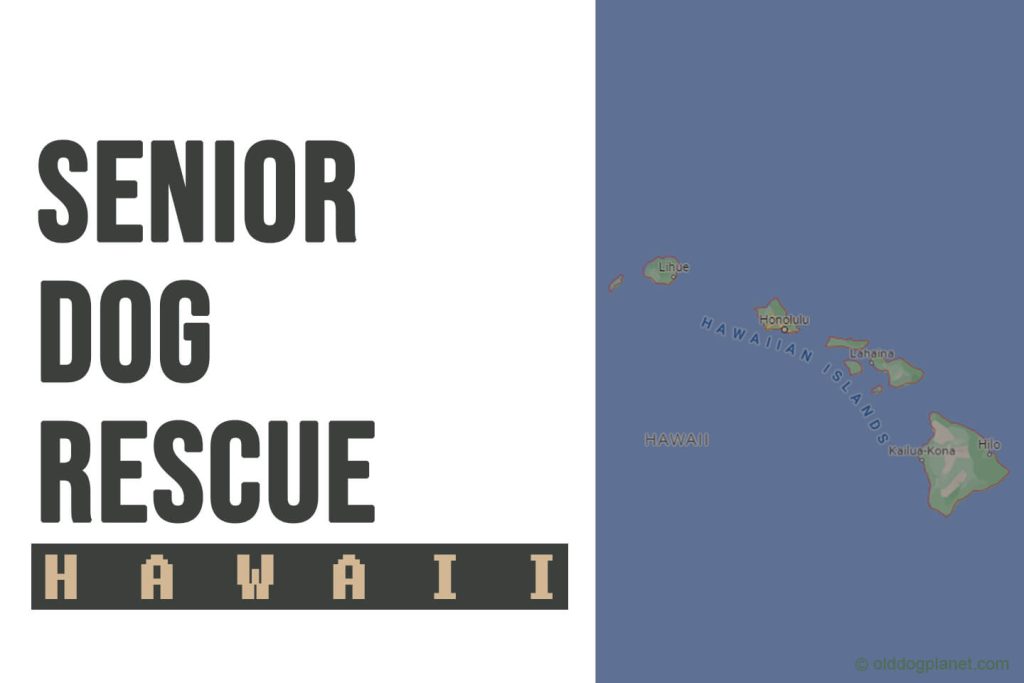 Senior Dog Rescue Hawaii