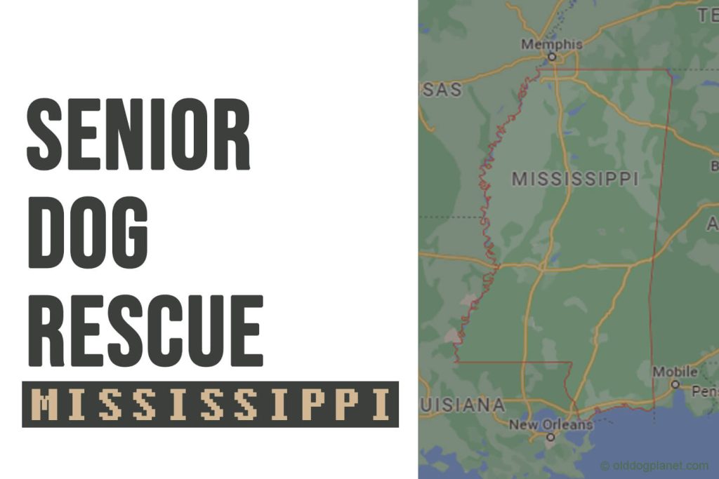 Senior Dog Rescue Mississippi
