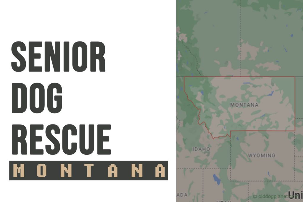 Senior Dog Rescue Montana