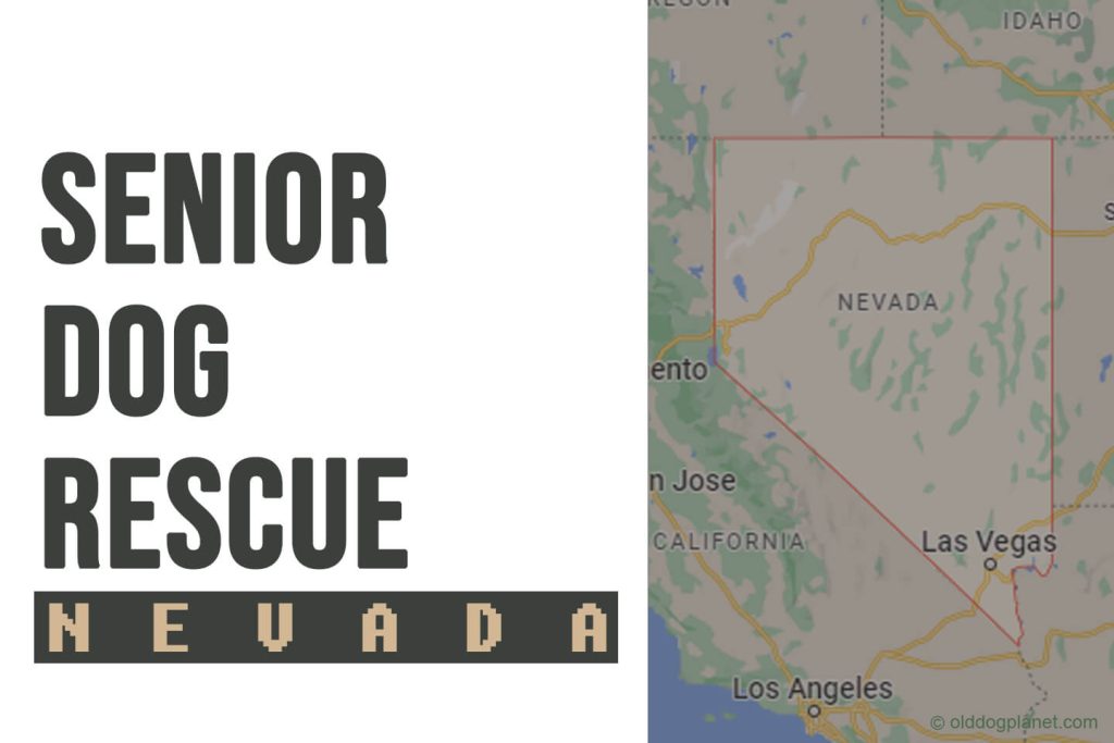 Senior Dog Rescue Nevada