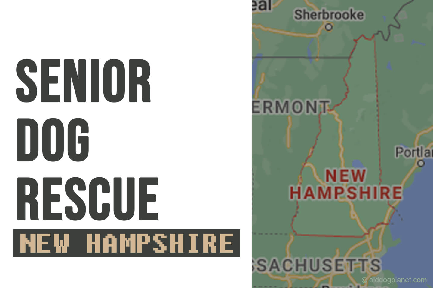 Senior Dog Rescue New Hampshire
