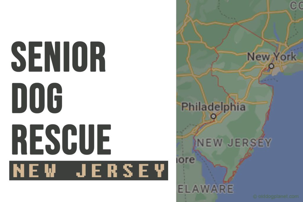 Senior Dog Rescue New Jersey