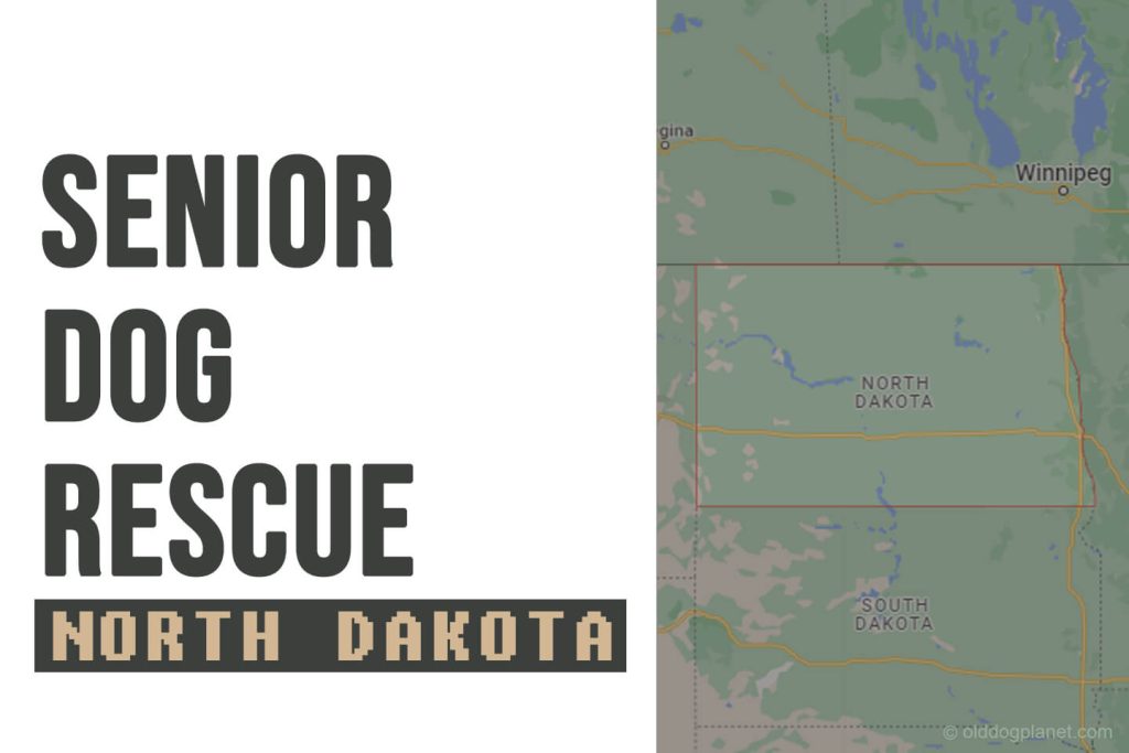 Senior Dog Rescue North Dakota