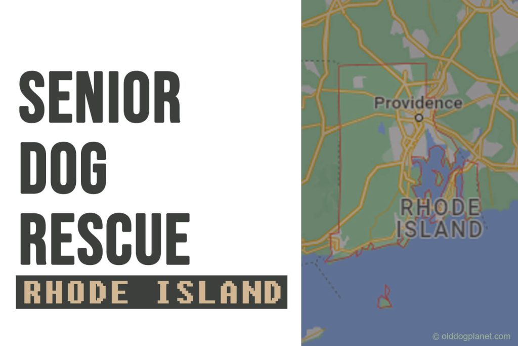 Senior Dog Rescue Rhode Island