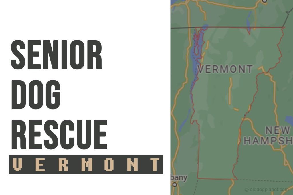 Senior Dog Rescue Vermont