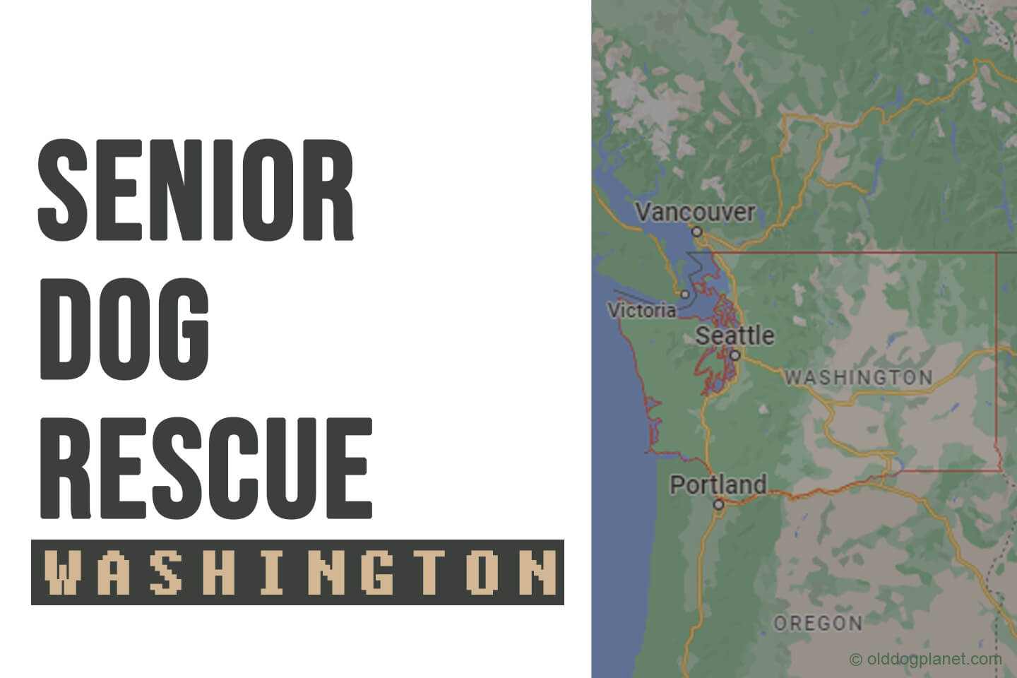 Senior Dog Rescue Washington 2023